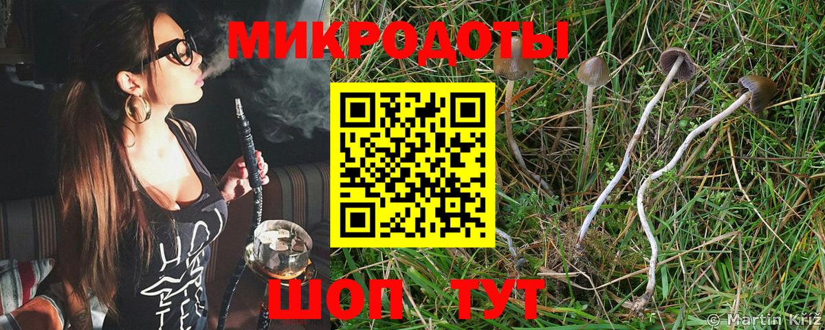 Галлюциногенные грибы Psilocybe Сердобск